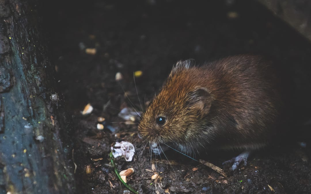 Winter and Rodents!