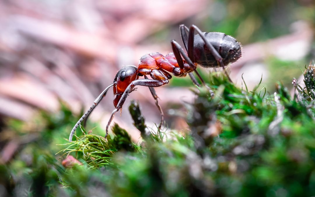 How to Keep Ants From Getting Into Your Home