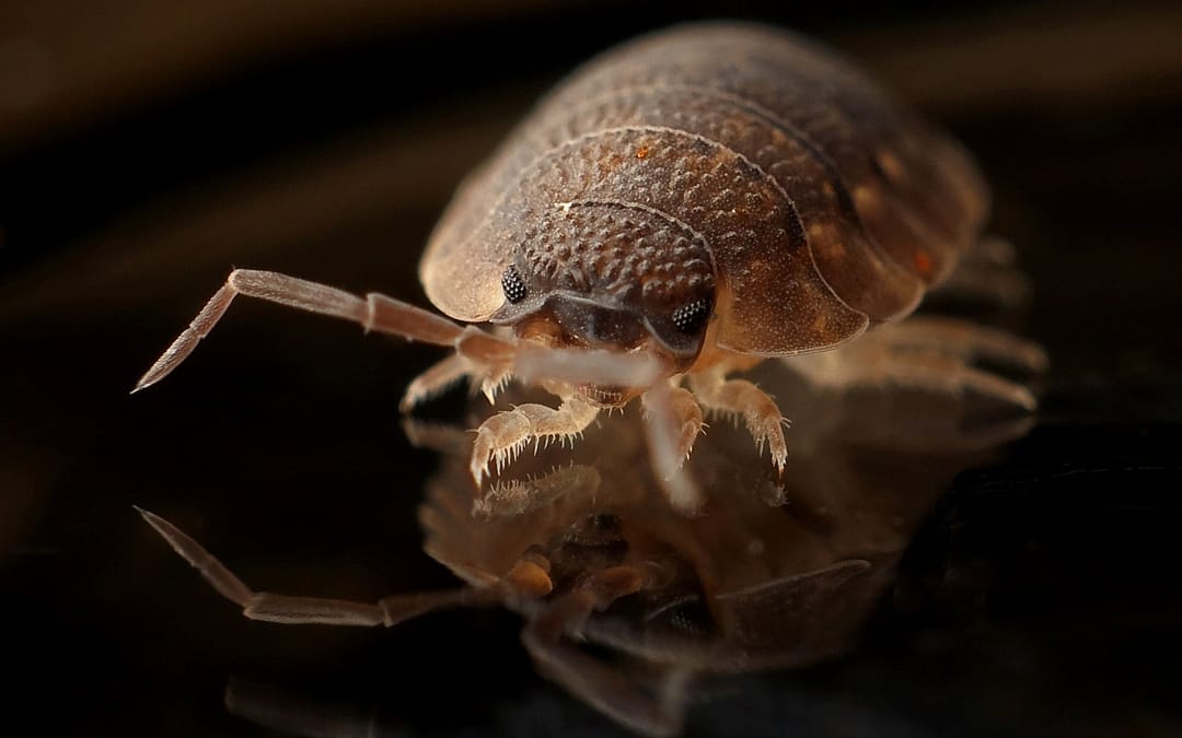 How To Protect Against & Get Rid of Bed Bugs