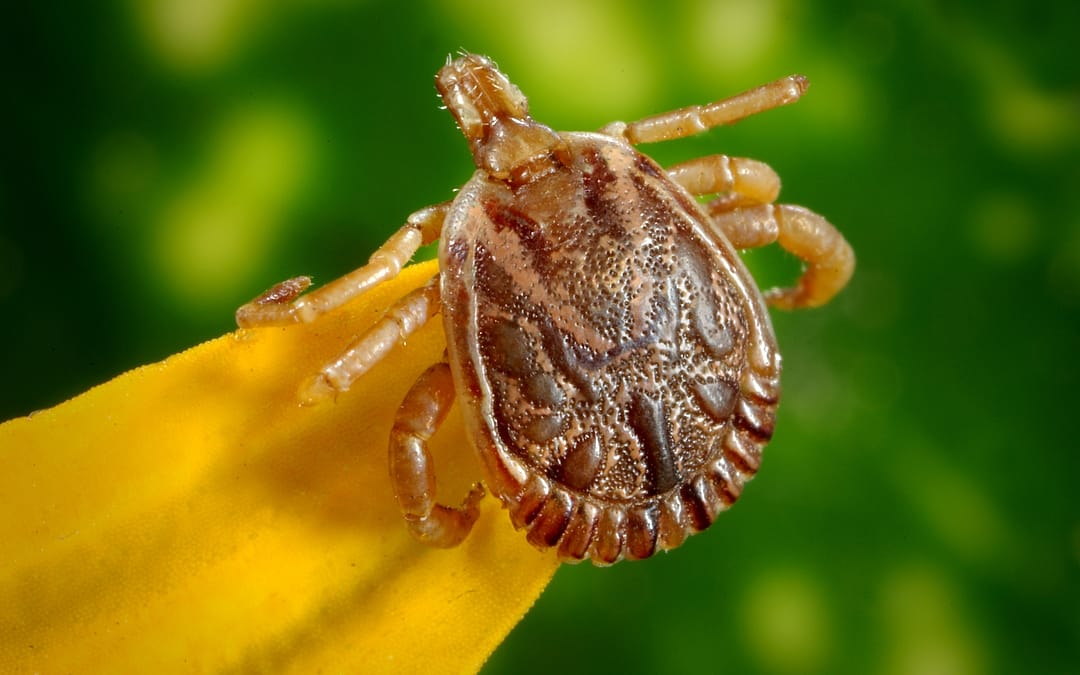 Dangers of Tick Bites to Humans and Pets