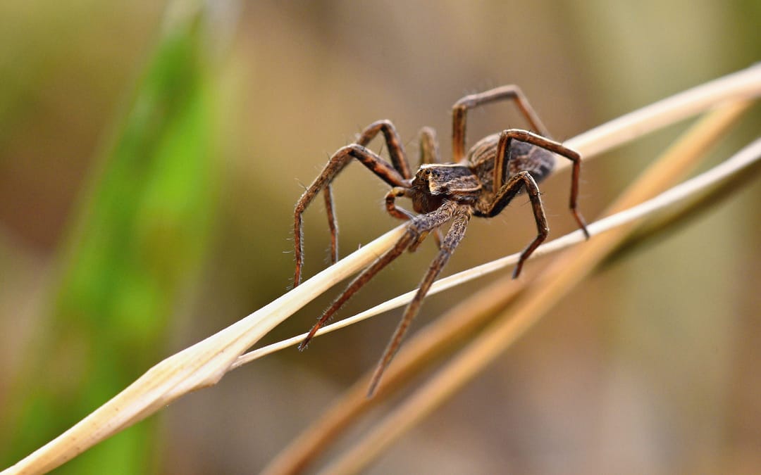 3 Spider Species in Windsor-Essex County